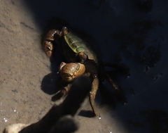 Parasesarma erythodactylum