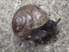 Helminthoglypta tudiculata