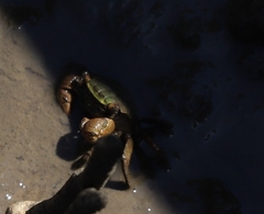 Parasesarma erythodactylum