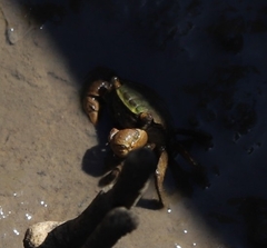 Parasesarma erythodactylum