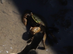 Parasesarma erythodactylum