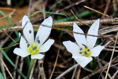Colchicum hungaricum
