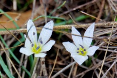 Colchicum hungaricum