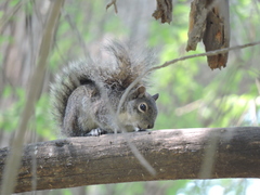 Sciurus alleni
