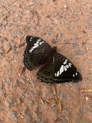 Euthalia lubentina