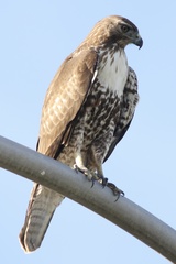 Buteo jamaicensis