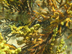 Notolabrus parilus
