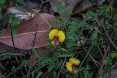 Bossiaea cordigera