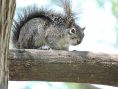 Sciurus alleni