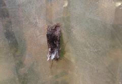 Syngrapha interrogationis