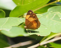 Cupha prosope