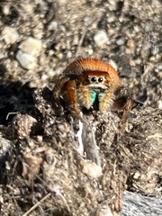 Phidippus nikites