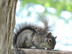 Sciurus alleni
