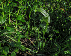 Pterostylis falcata