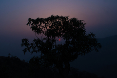 Rhododendron arboreum