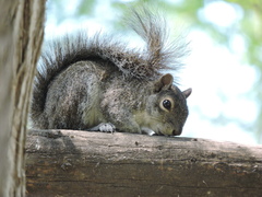 Sciurus alleni