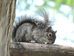 Sciurus alleni