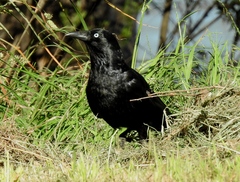 Corvus mellori