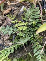 Cheilanthes chusana