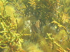 Notolabrus parilus