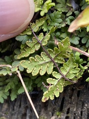 Cheilanthes chusana
