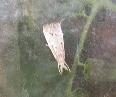 Calamotropha paludella