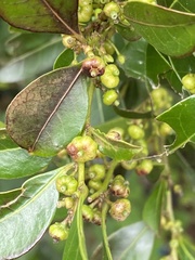 Glochidion rubrum