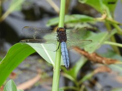 Crocothemis nigrifrons