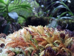 Pyrrhobryum spiniforme