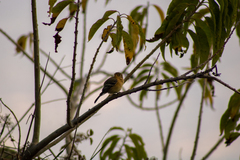 Empidonax fulvifrons