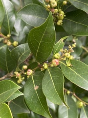 Glochidion rubrum