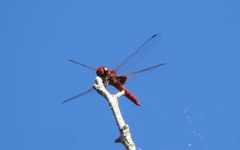 Aethriamanta circumsignata