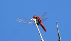 Aethriamanta circumsignata