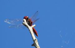 Aethriamanta circumsignata