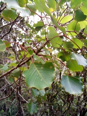 Cheirodendron trigynum