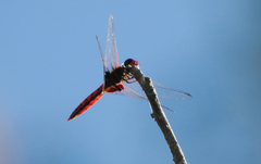 Aethriamanta circumsignata