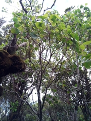 Cheirodendron trigynum