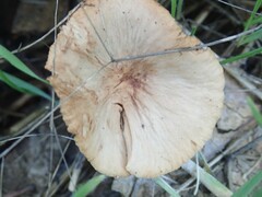 Gymnopus brassicolens