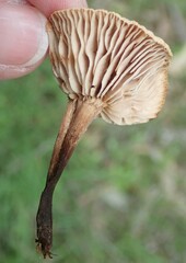 Gymnopus brassicolens