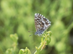Theclinesthes serpentata