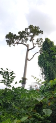 Dipterocarpus