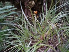 Astelia argyrocoma