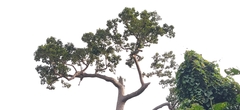 Dipterocarpus