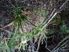 Cyperus meyenianus