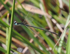 Lestes concinnus