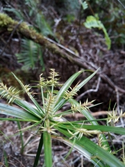 Cyperus meyenianus