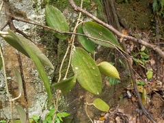 Hoya pottsii