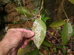 Hoya pottsii