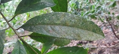 Hydnocarpus