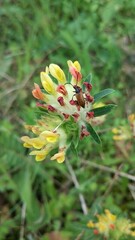 Pseudovadonia livida